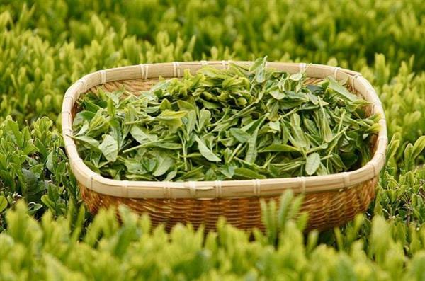 想做評茶師？那你應該來石家莊聞達職業(yè)技能培訓學校學學了